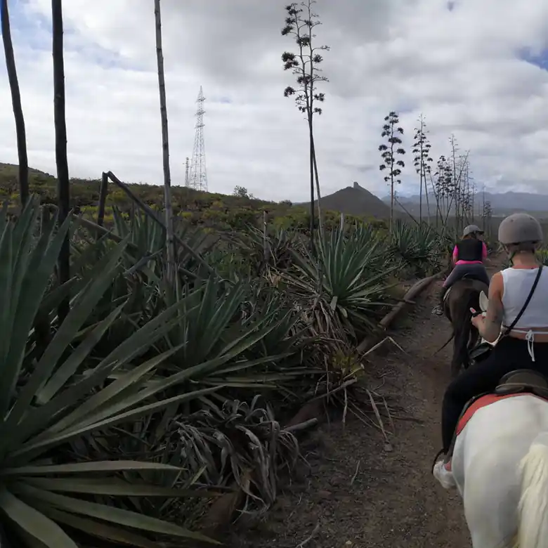 11 / 31: Ausreiten auf Teneriffa in Spanien