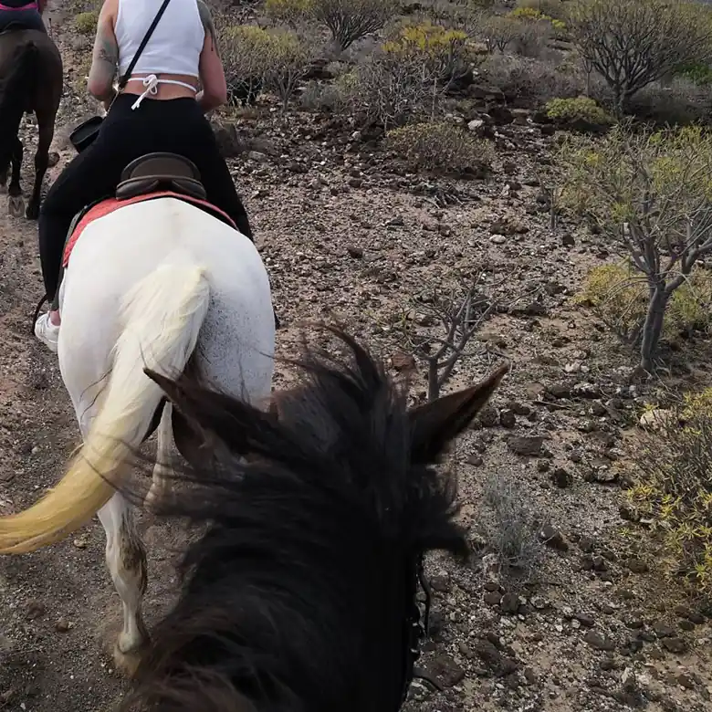 12 / 31: Ausreiten auf Teneriffa in Spanien