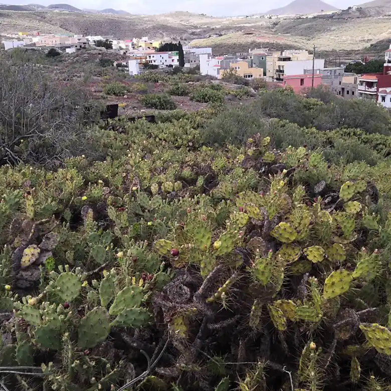 27 / 31: Ausreiten auf Teneriffa in Spanien